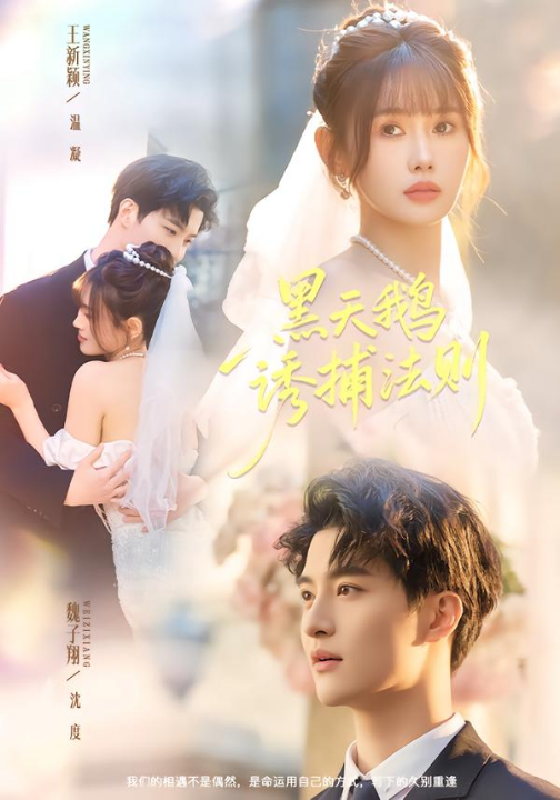 黑天鹅诱捕法册（80集）魏子翔＆王新颖