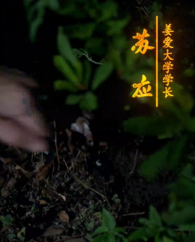 梦假成真（50集）明鹏&姜悦